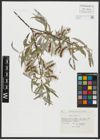 Foto von Salix alba L.